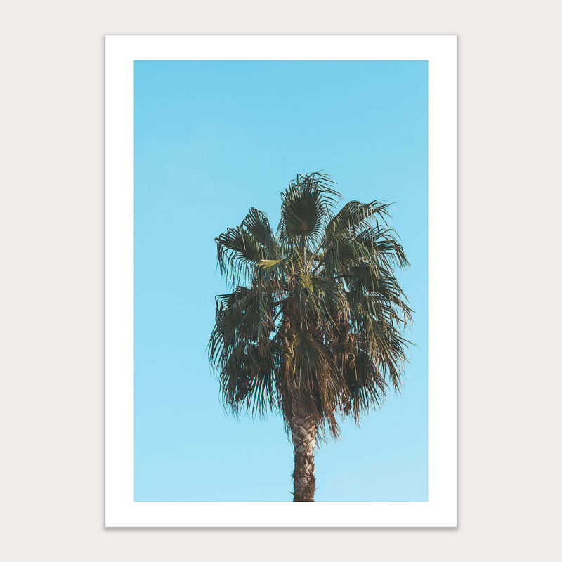Palmsy Palmsy 