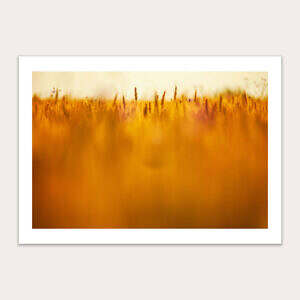 Golden Barley Horizon
