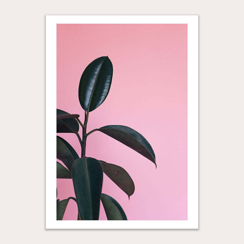 Rubber Plant in Pink Background