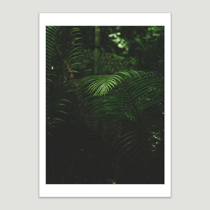 Tropical Forest Ferns